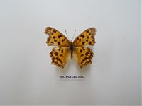 藏品(黃鉤蛺蝶)的圖片